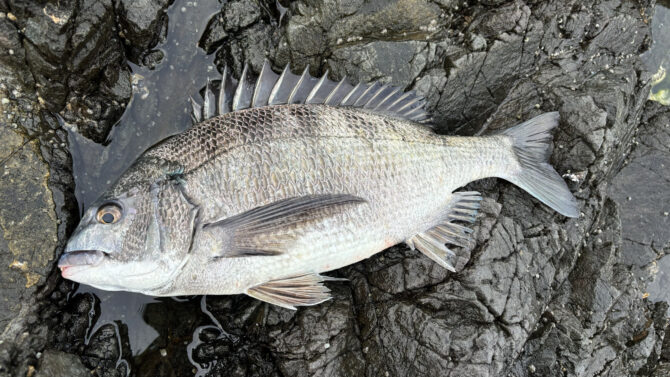 和歌山県湯浅にチヌの乗っ込み調査!!